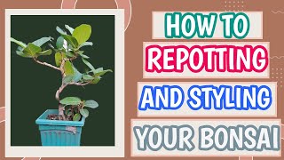 How to Repot and Style your bonsai | Bonsai Tree Re-potting Tutorial