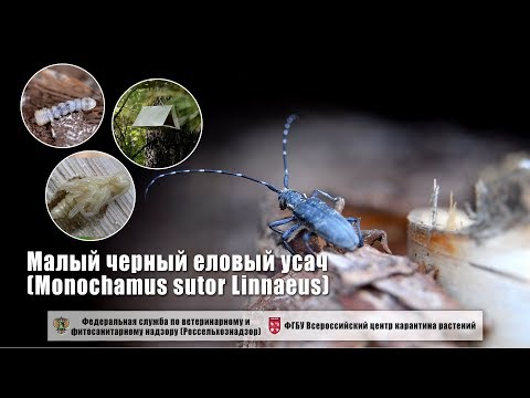 Video: Linnaeus Severno