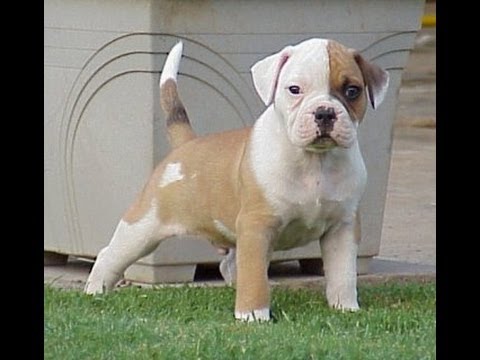 American Bulldog, Puppies, Dogs, For Sale, In Norfolk ...