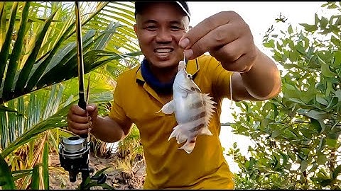 Câu Cá Sông Soài Rạp Cần Giờ Quá Thú Vị | Câu Cá Sông Cần Giờ