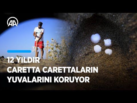 Antalya'da 12 yıldır caretta carettaların yuvalarını koruyor