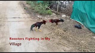 Roosters Fight In Our Village నట కడ కర