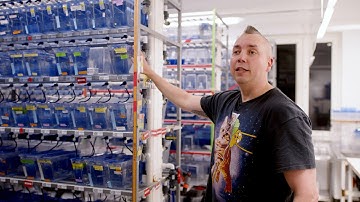 Zebrafish help scientists understand the nervous system