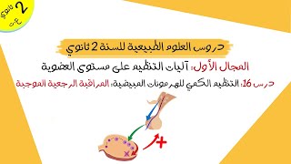 درس 16: التنظيم الكمي للهرمونات المبيضية: المراقبة الرجعية الموجبة | ثانية ثانوي علوم تجريبية