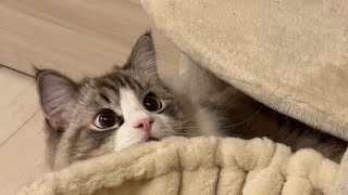 縦動画 / おもちゃを捕まえられない猫