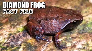 Diamond Frog Facts: a WIDE-HEADED Frog 🐸 Animal Fact Files