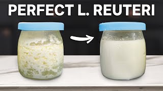 Making Perfect L. Reuteri Yogurt Every Time!