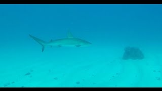 Scuba Diving On Carib Cargo Ship Wreck- St Maarten, Dutch Antilles Dec, 2016
