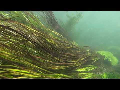 Water crowfoot (Ranunculus aquatilis) and Water starwort (Callitriche palustris) a fish eye view