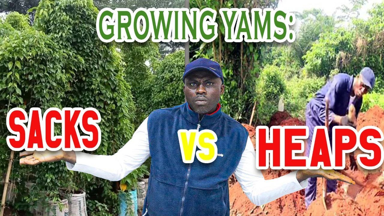 Which is ACTUALLY better? CHECK OUT these 14 PROS & CONS 💪✍!