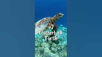 Top 10 Most Endangered Animals in 2022 #shorts