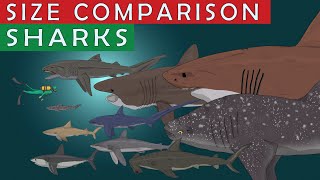 SHARKS SIZE COMPARISON | Largest Carnivore Sea Animals