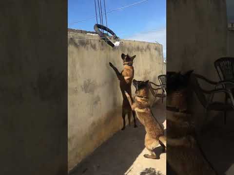 كلاب مالينوا تدريب علي قفز شاربوني المرجو لاشتراك في القناة