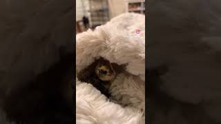 Name Suggestions? 🐣🥹 #quail #chicks #babybird #hatchingeggs #shorts #quaileggs
