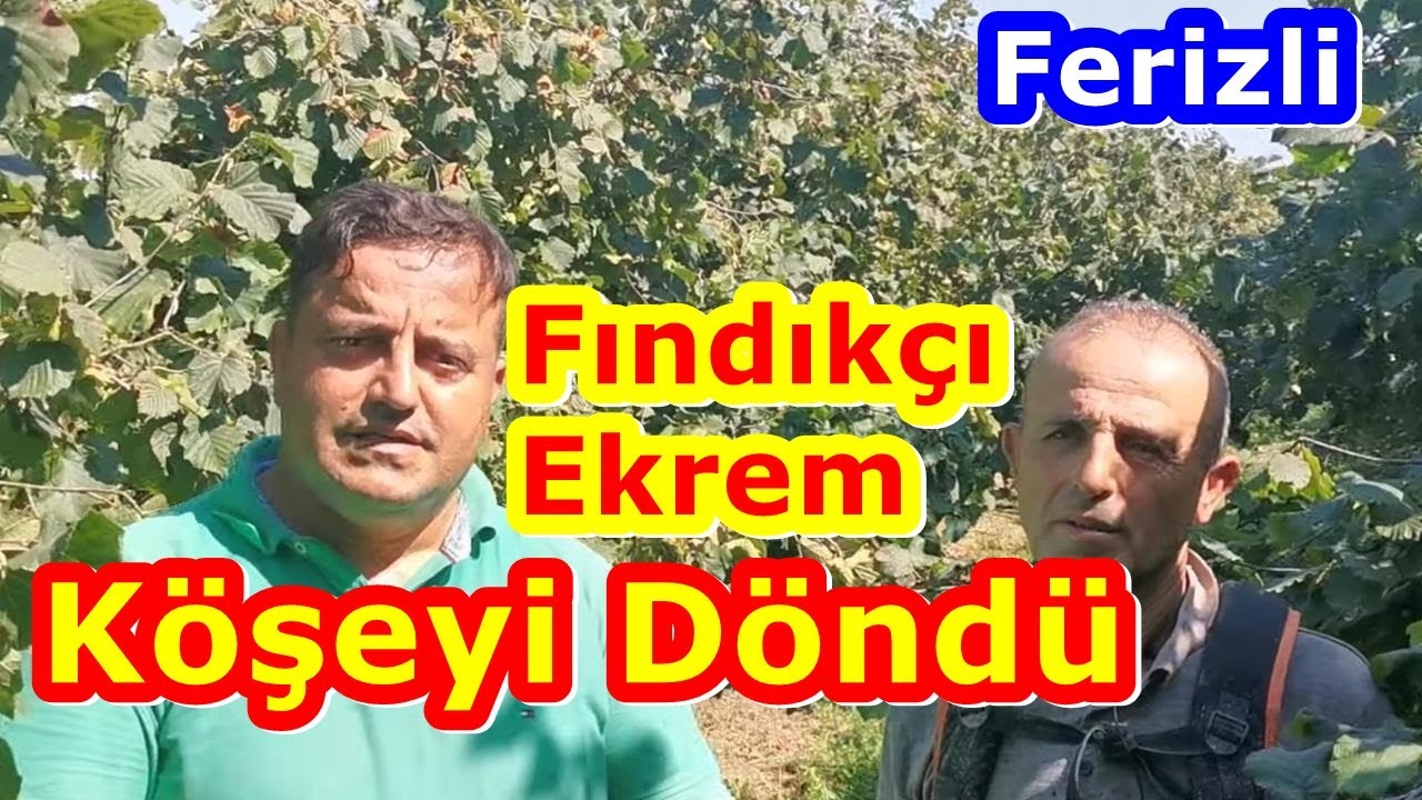 Sakarya - Fındıkta Doğru Gübreleme Proğramı İle Yüksek Verim ve  Kazanç Sağlamak - Fındık Bakımı
