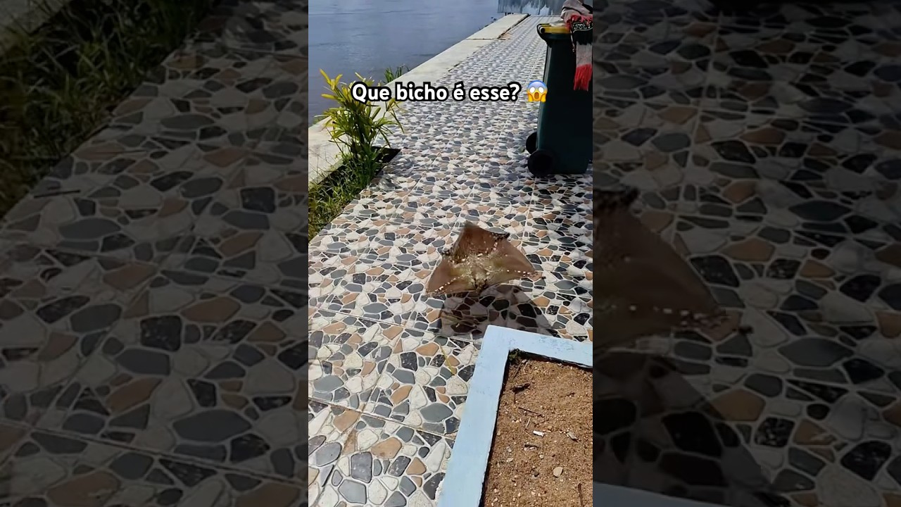Esse bicho estranho apareceu aqui em casa