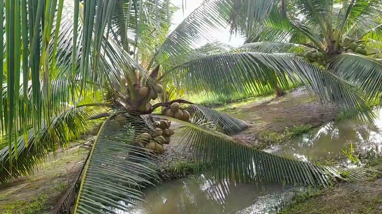 Anh chị em đã tham quan vườn dừa ta của em rất cảm ơn anh chị em 