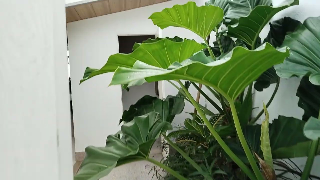 TINY HOUSE & LOT FOR SALE IN LILIW LAGUNA / 3.8 MILLION / 609 SQ.M WITH TAX DECLARATION