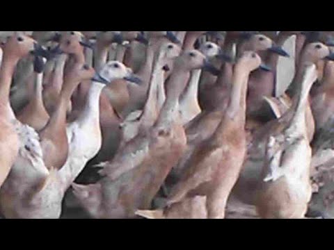 Peternakan Bebek Petelur yang Memetik Buahnya 
