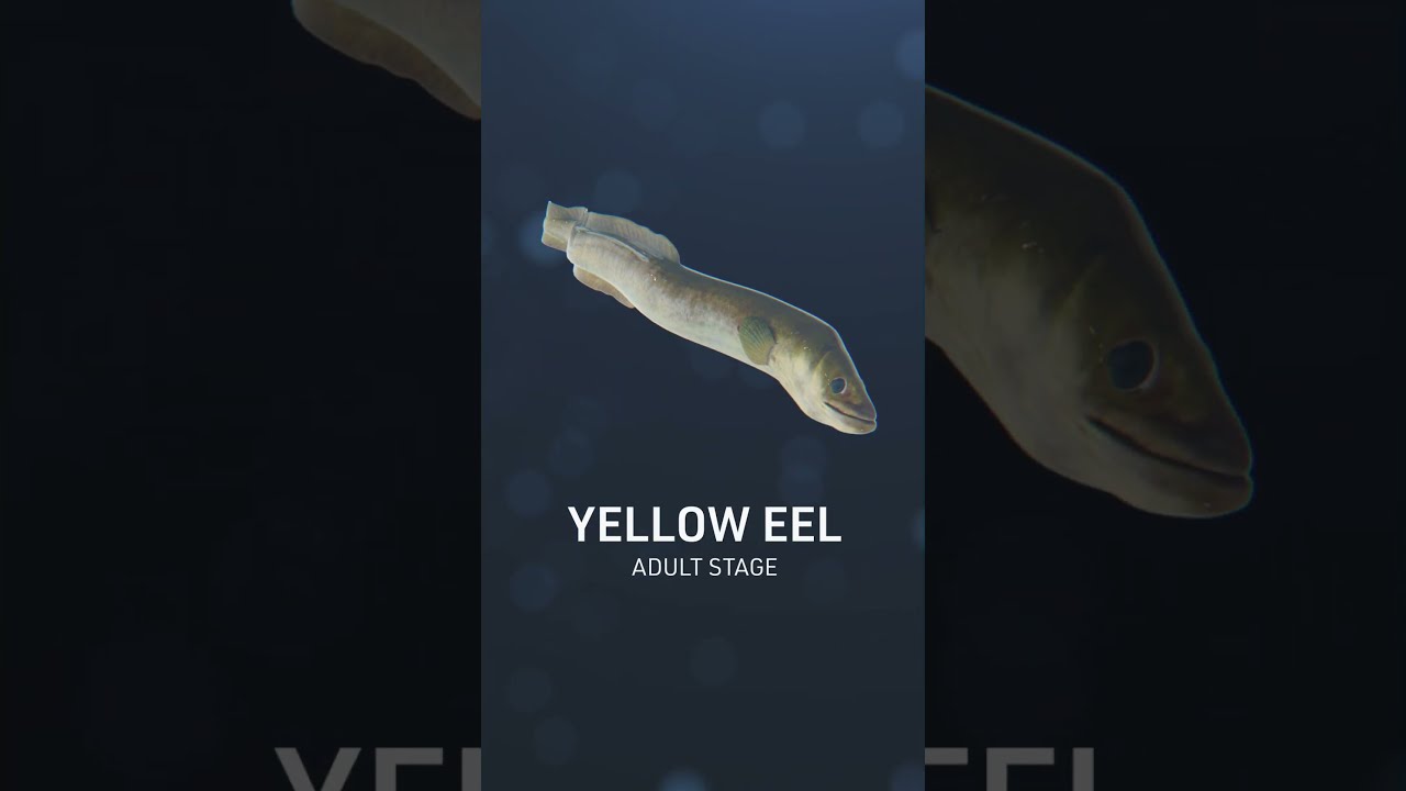 Silver Eel Lifecycle - 3D science animation 