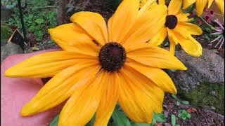 Black-Eyed Susan: A Great Choice For Your Perennial Garden