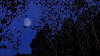 Crickets at Night – Nature Sounds for Deep Sleep & Relaxation | 1 Hour