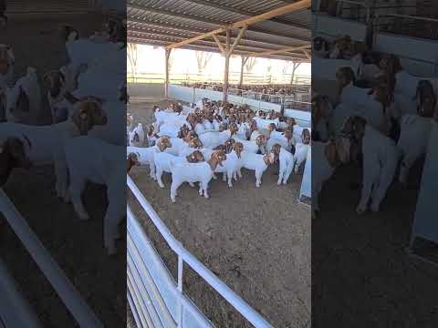 Vídeo: L'oferent és l'iniciador de la transacció