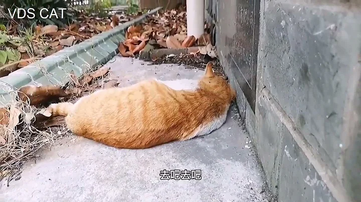 Watch the video about The moments of funny calico cats millions of views#3