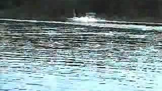 Dick Davis Mcculloch Flying Scott Gone Wild