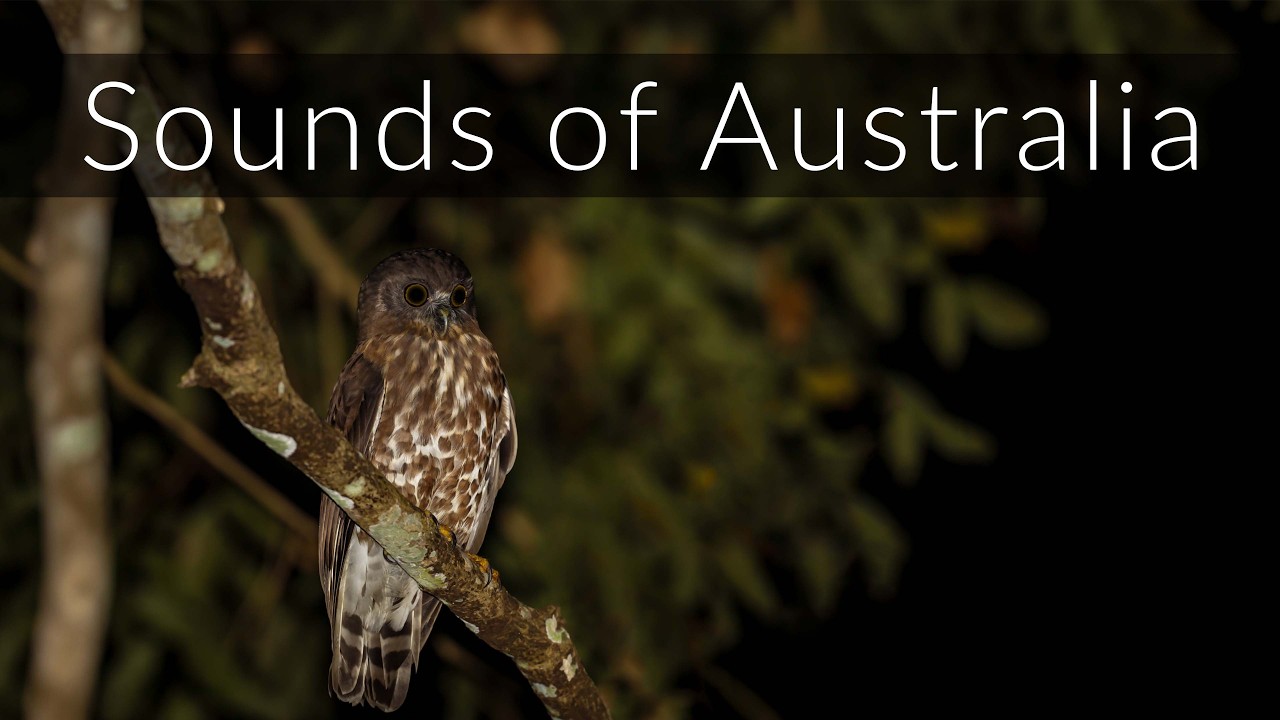Sounds of Arnhem land - Outback Australia ambience - YouTube