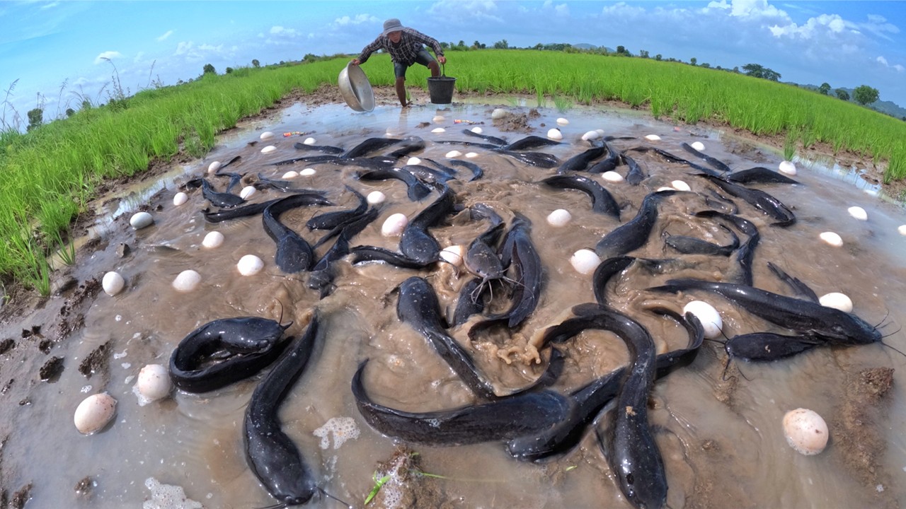 WOW WOW - Amazing catch fish & pick a lot of eggs in water in field after rain by hand fisherman