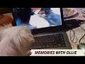 Best Memories With My Dog That We shared Together