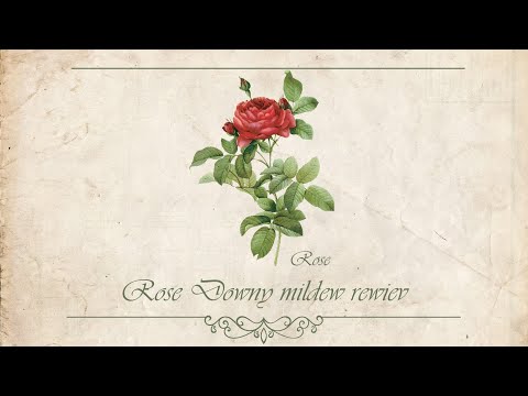 Roses Downy Mildew Review