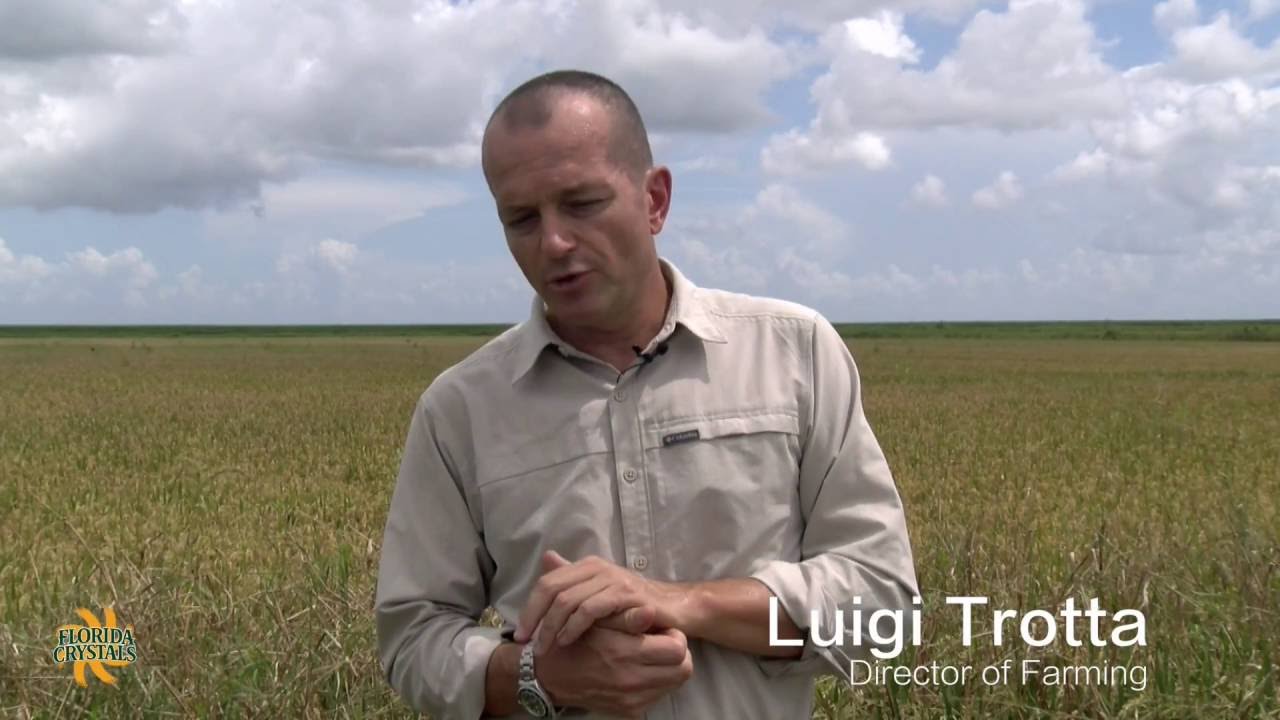 video to gif Florida Crystals Rice Farms: Wildlife Conservation
