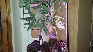 видео: 🌱🌿  ОБЗОР  комнатных  растений  2 ч. ☘️ Новички тоже имеются.🌿☘️ картинка: 🌱🌿  ОБЗОР  комнатных  растений  2 ч. ☘️ Новички тоже имеются.🌿☘️
