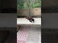 Lazy spanish cat lives his best life chilling on the bench lazy cat cat catlover cute cats