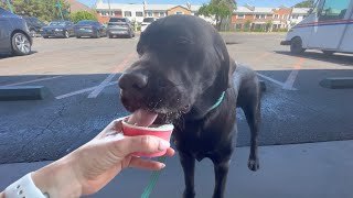 LABRADOR PUPPY GOES OUT FOR A SWEET TREAT!