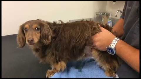 How to Express Your Dog