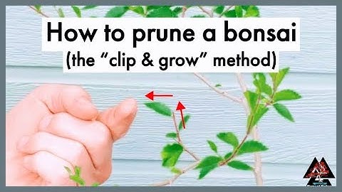 How to prune a bonsai tree (clip & grow method)