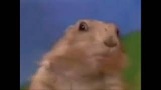 Hello Mr chipmunk