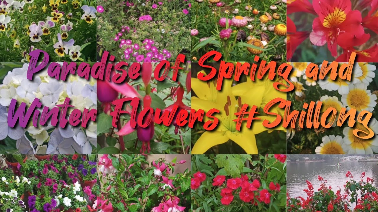 Shillong Flower Market🌼🌸🌺🥀 YouTube
