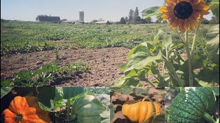 Planting Pumpkins