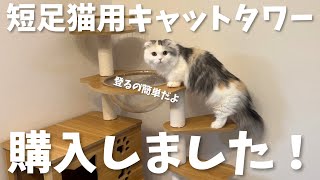 短足猫用のキャットタワーを購入しました#マンチカン #ミヌエット #子猫