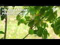 Viva Caatinga! Pinhão-roxo (Jatropha mollissima)