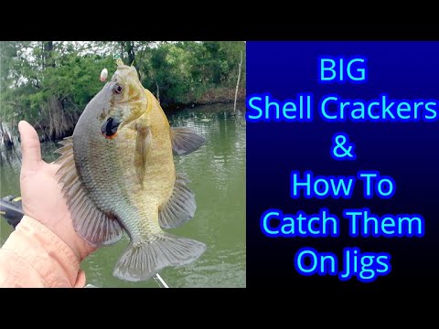 Shellcracker - Redear and Big Bluegill Fishing Tips 