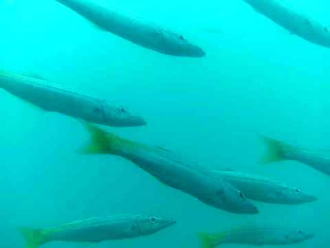 Cruising fish