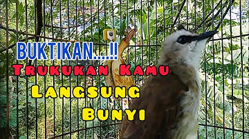 Trucuk BETINA MEMANGGIL JANTAN Suara Paling Dicari untuk pancingan trucukan gacor yang SUSAH ROPEL
