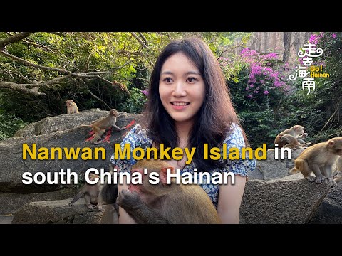 Video: Маймылдар аралы (Нанван маймылдар аралы) сүрөттөмөсү жана сүрөттөрү - Кытай: Хайнань аралы