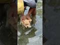 Cute puppy ❤️ #かわいい犬 #anjingcomel #สุนัขน่ารัก#cutedogph #chóđángyêu #anjinglucu #cachorrofofo