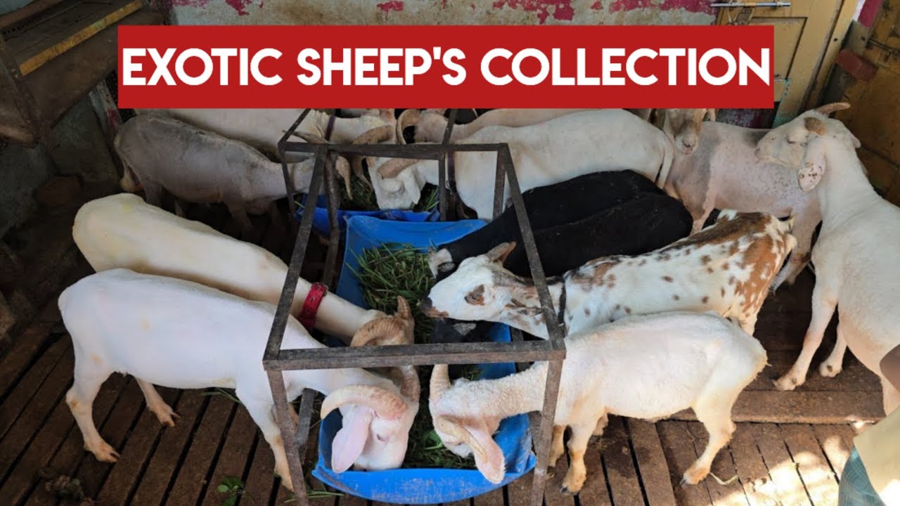 exotic sheep's collection available in Hyderabad | vilayati rampuri barbara madurai kashmiri mende